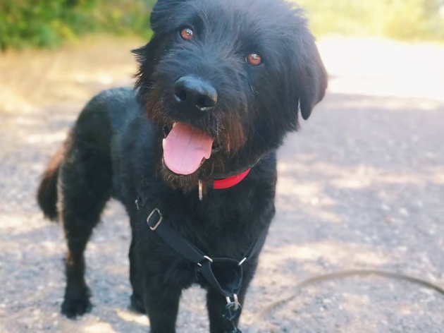 animais para adoptar adoptar cães