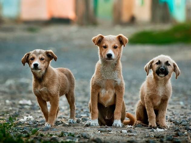 animais para adoptar adoptar cães