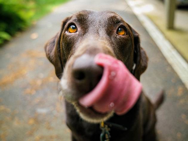 animais para adoptar adoptar cães