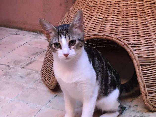 gatos adoptar gatos