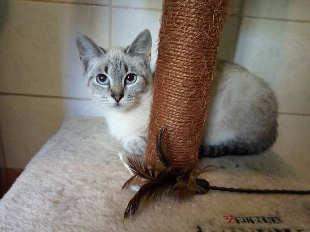 adoptar gatos adoptar gatos