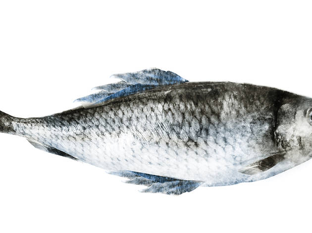 Sardina Sardina