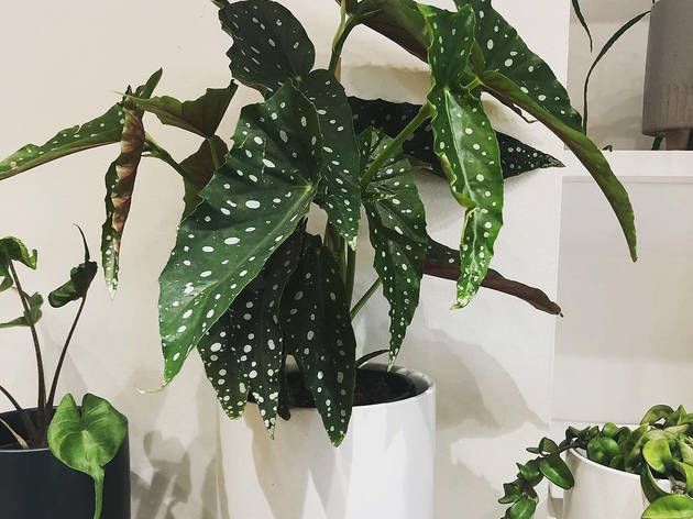 ZZ Botanical and Home ZZ Botanical and Home
