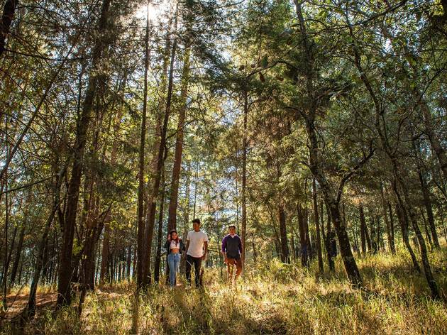 Camping bosque arboles navidad Tres personas posan debajo de los árboles en un bosque