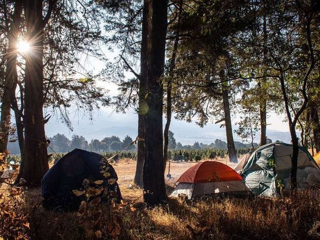 Camping bosque arboles navidad Tiendas de acampar debajo de los árboles en un bosque