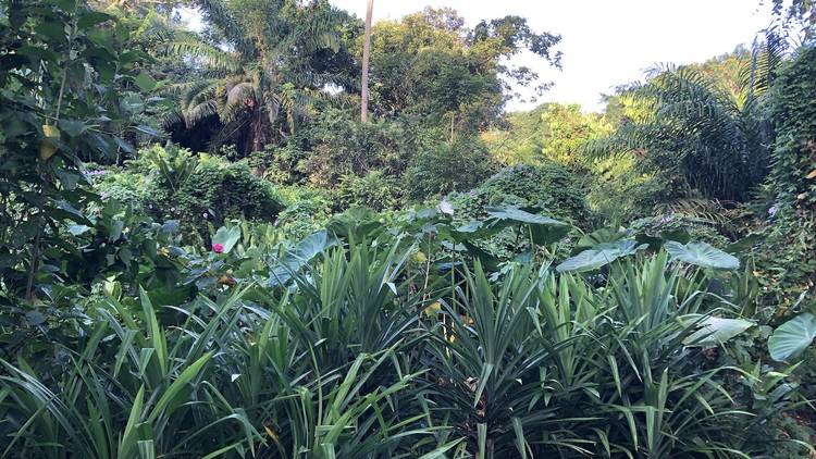 The best hidden trails in Singapore to explore