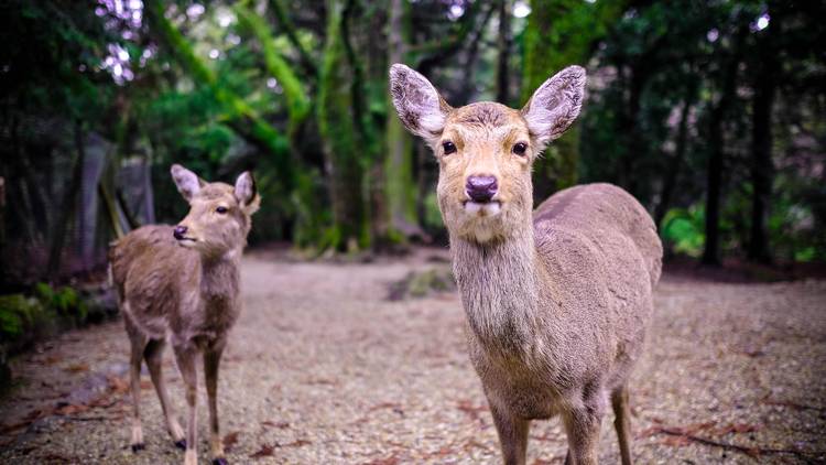 Nara Park deer