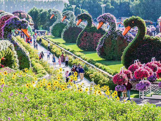 Miracle Garden Miracle Garden