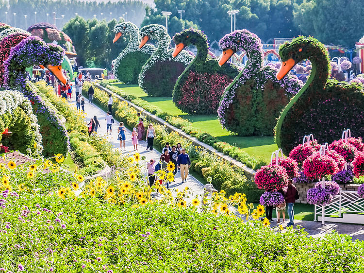 Miracle Garden, Dubai