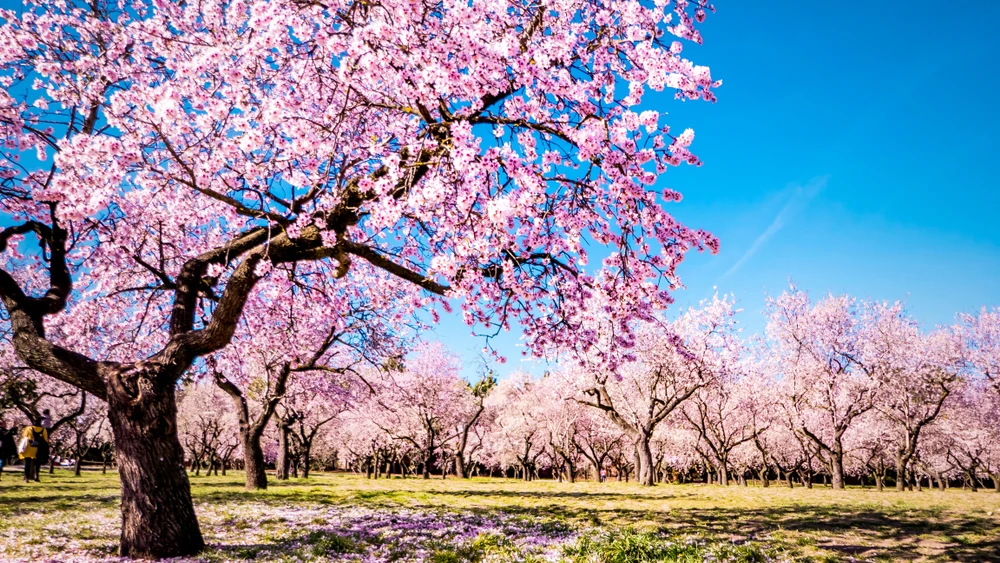 Quinta de los Molinos park