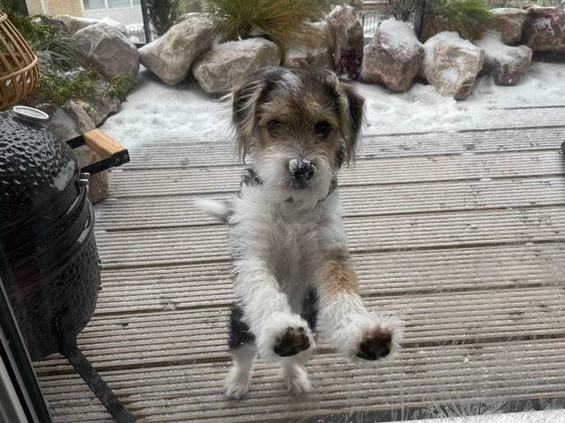 18 Perfect Pictures Of Dogs In The London Snow