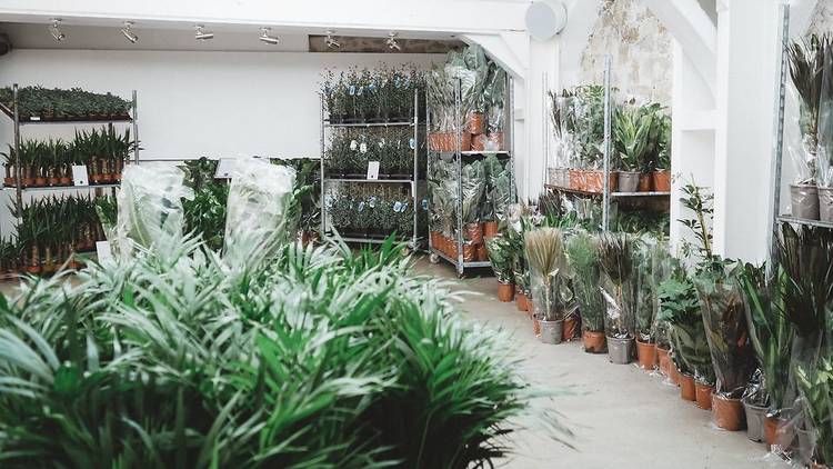 Maison Bouture. Tienda pop up de plantas