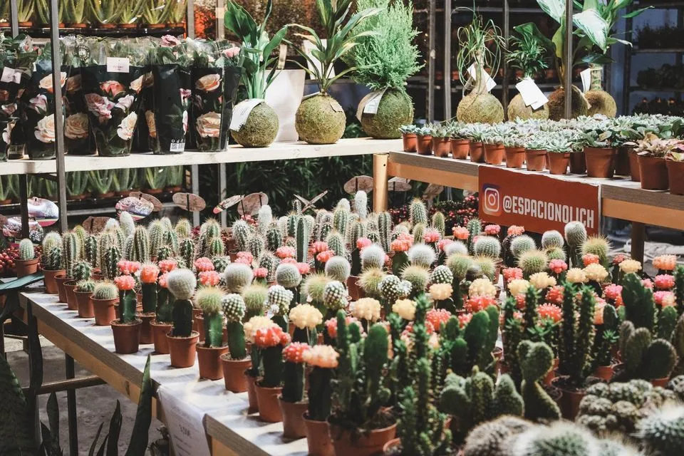 Maison Bouture. Tienda pop up de plantas