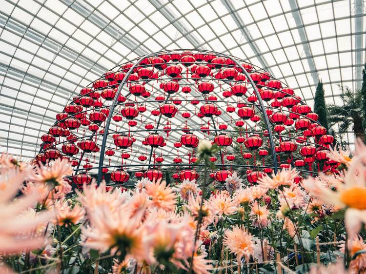 Dahlia Dreams, Chinese New Year