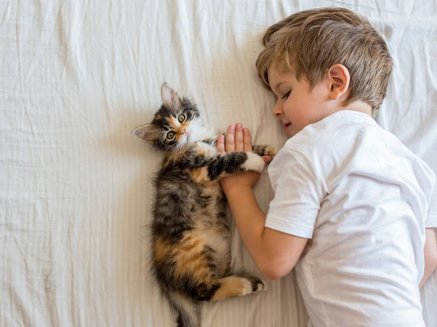 Consejos de convivencia para entre niños y gatos Consejos de convivencia para entre niños y gatos