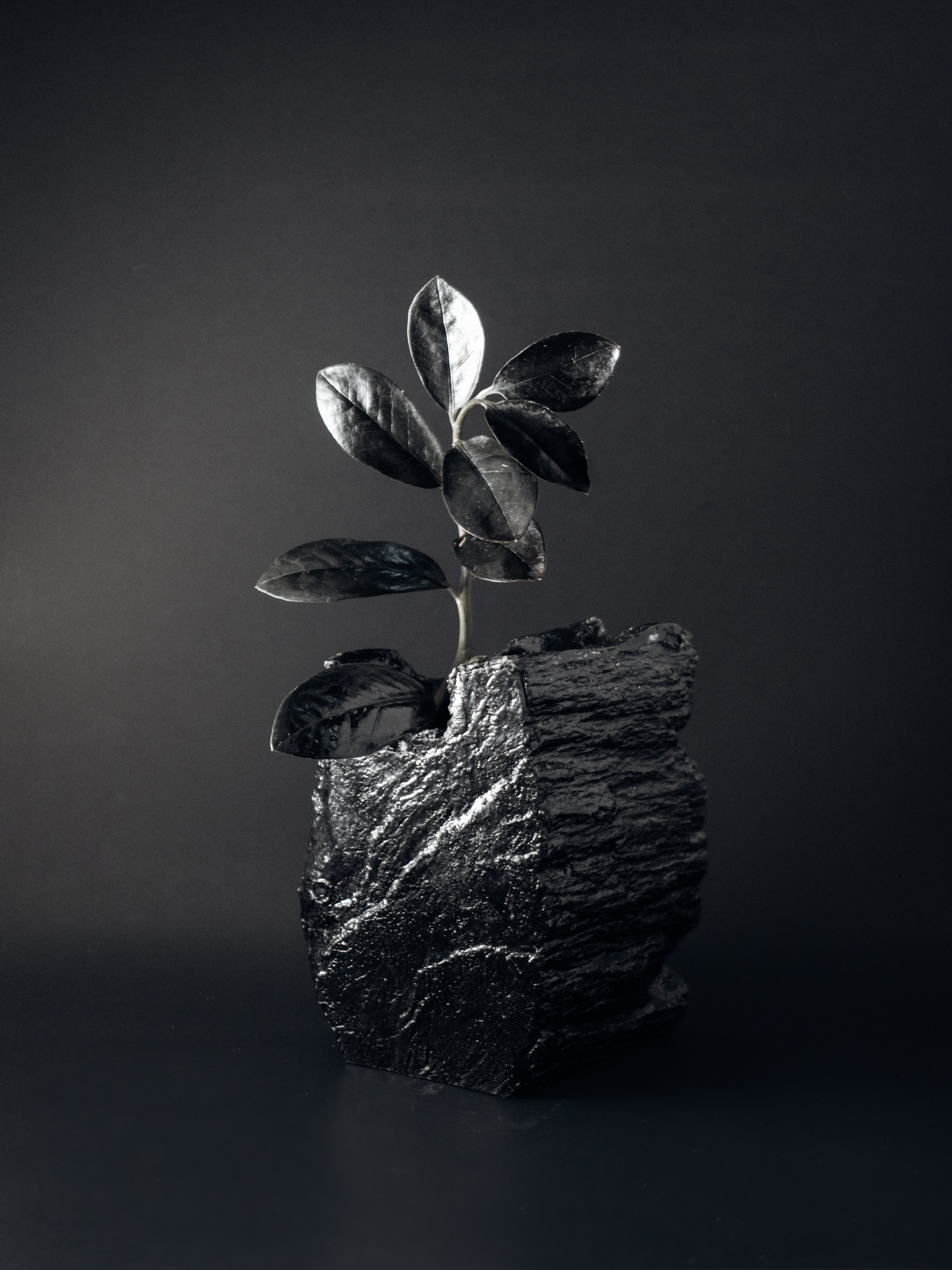 H - Hydrogen (450 บาท) REGIS PLANTOPIA