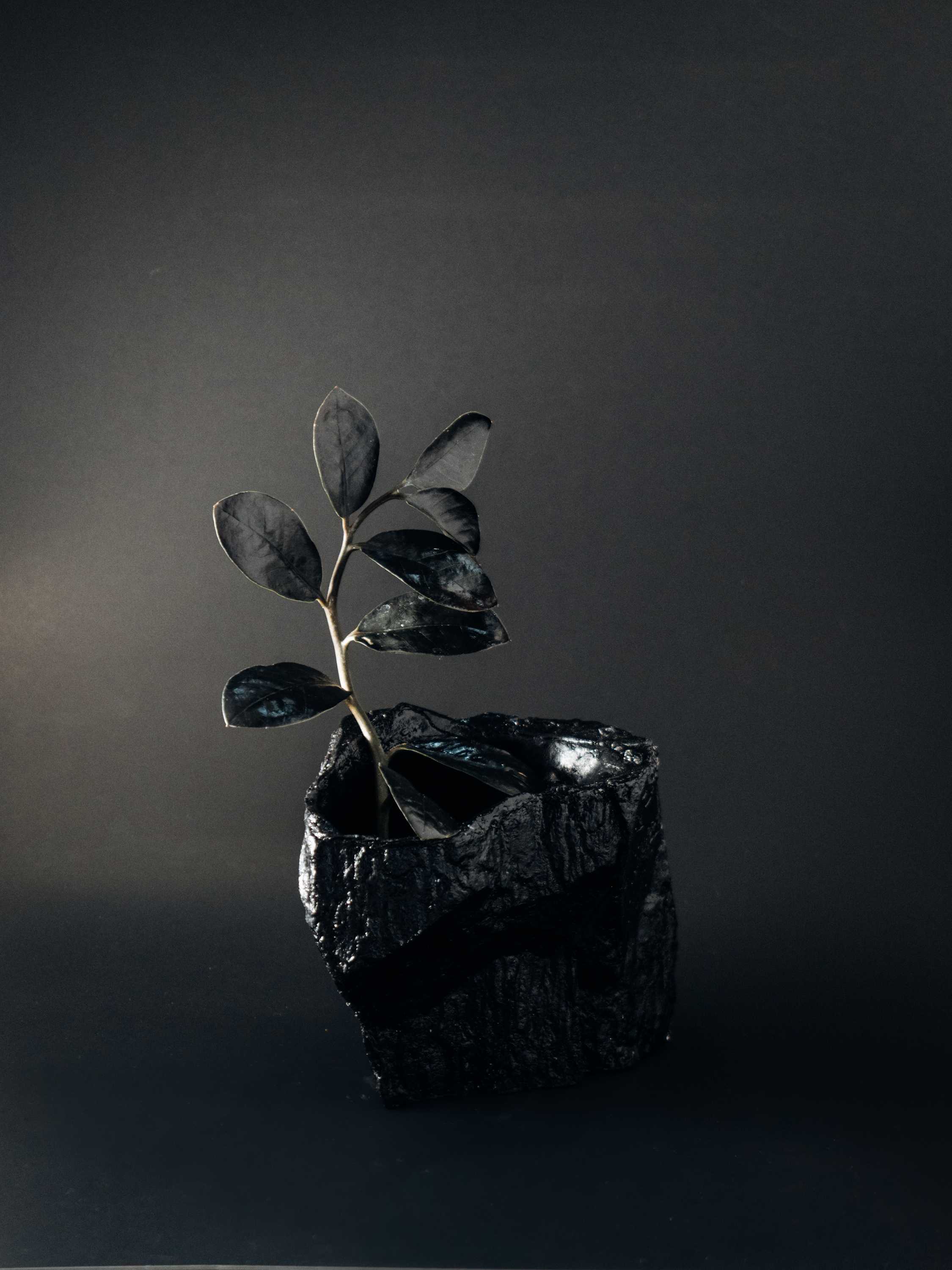 He - Helium (450 บาท) REGIS PLANTOPIA