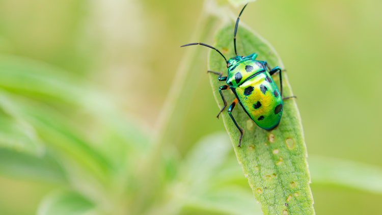 Nature Watch: Exploring Bugs Critters with Kids