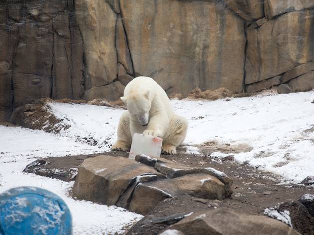 Lincoln Park Zoo will emerge from winter hibernation in March