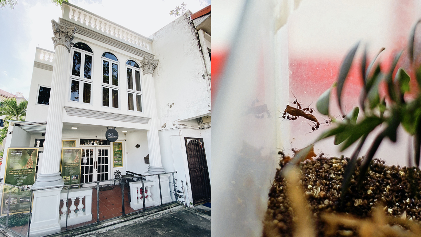 The Singapore Ant Museum: a two-storey space dedicated to the tiny ant
