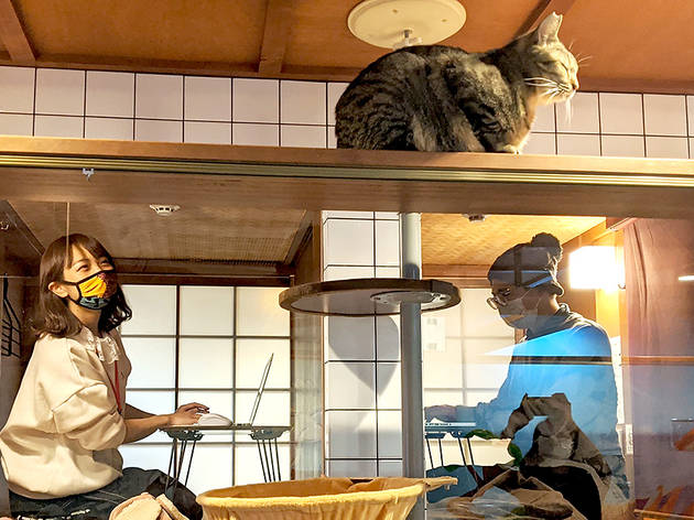 猫に癒やされながらリモートワークができる空間が大阪に誕生