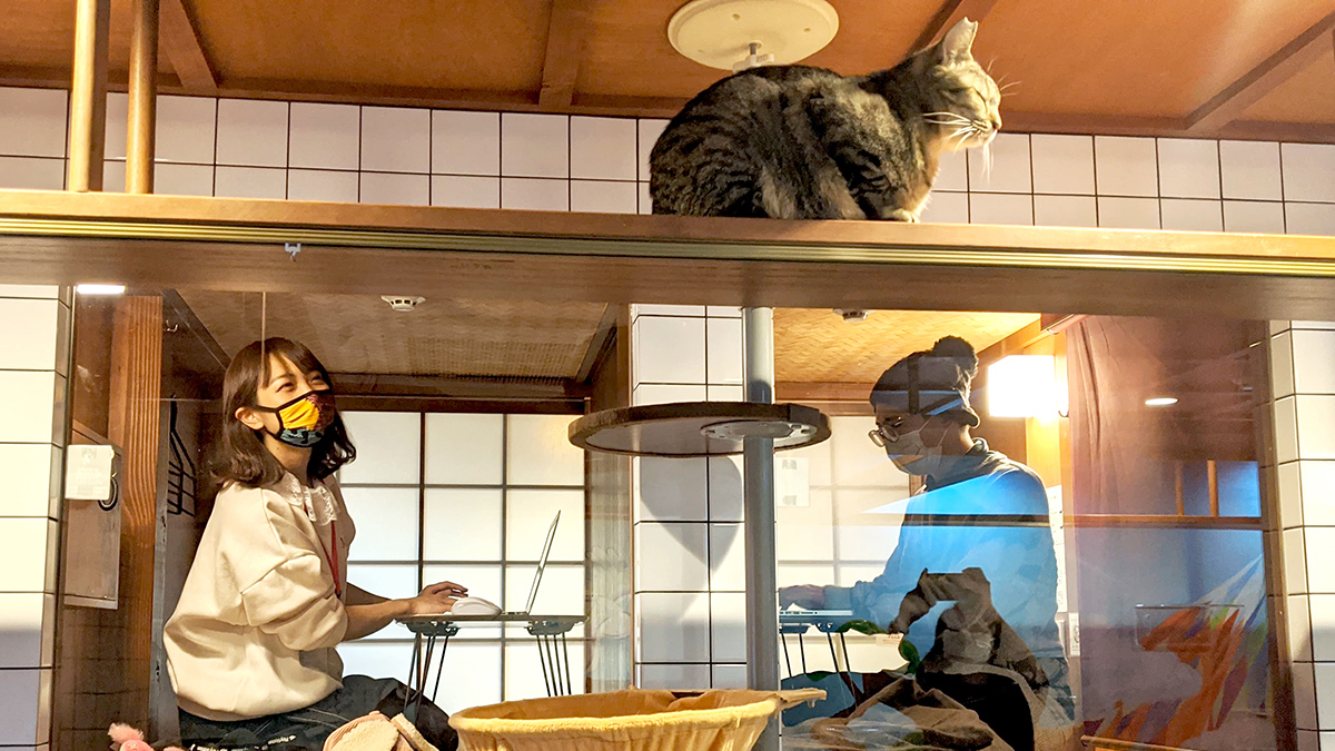 You can now work remotely at this rescue cat hostel in Osaka