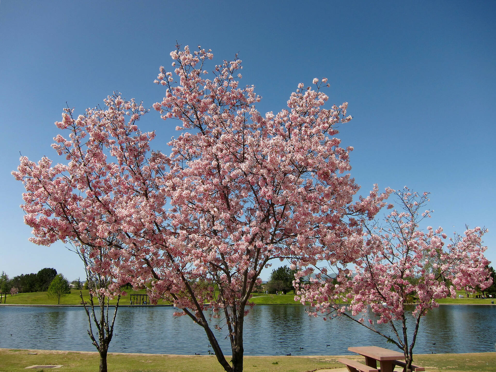 Where to See Cherry Blossoms in Los Angeles 2024