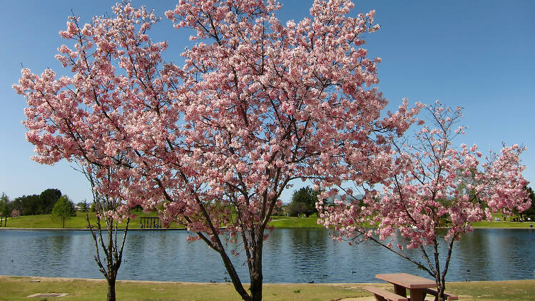 Lake Balboa