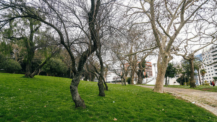 árvores de Lisboa