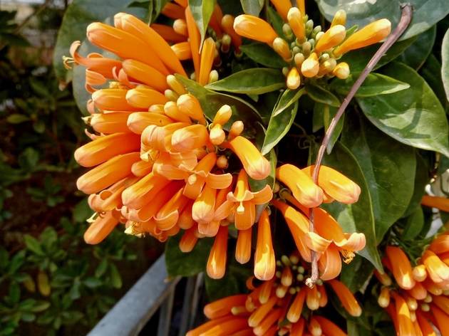 Fire-cracker Vine Fire-cracker Vine