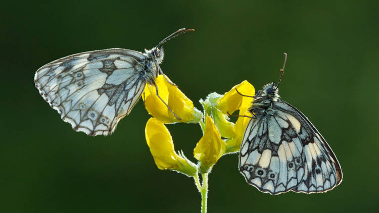 Curated butterflies