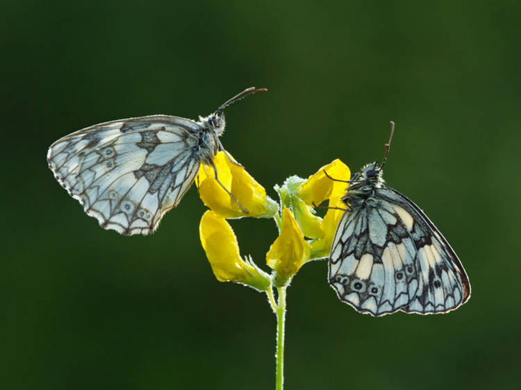 10 butterflies you can spot in London (and where to find them)