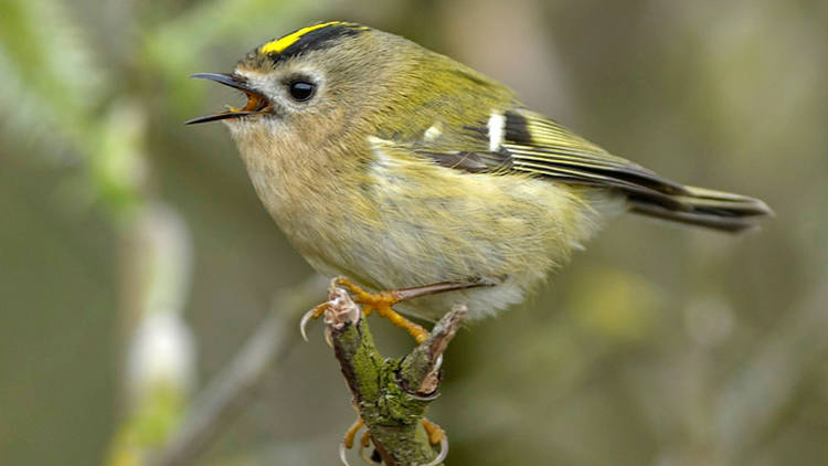 Little King, The goldcrest is called the king of the birds…