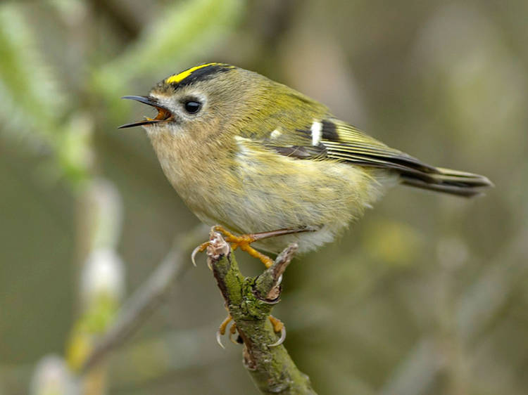 A wildlife expert reveals ten beautiful birds you can spot in London