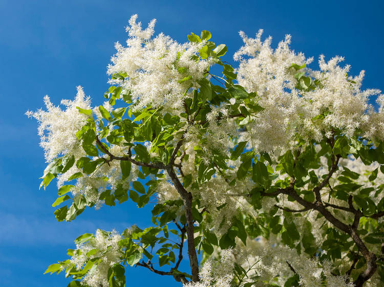 10 eye-catching trees you can spot on lockdown walks around London (picked by an expert)