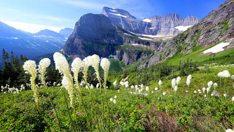 Bear grass and beautiful mountain landscape Glacier National Park