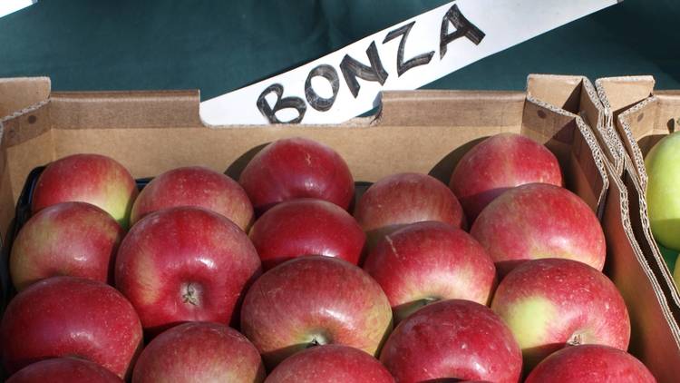 Apples at Harcourt Applefest