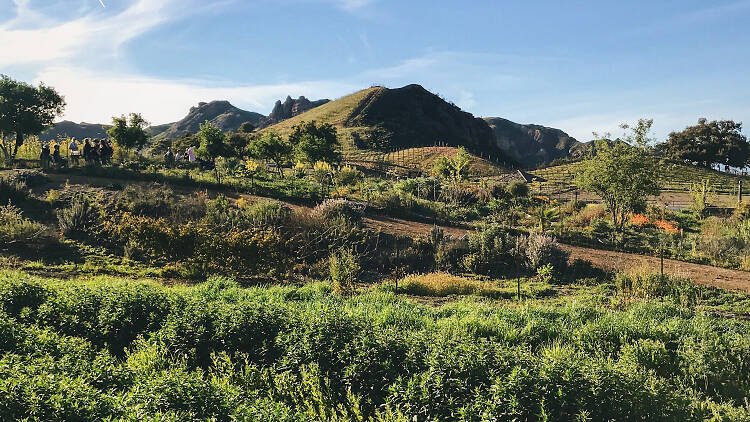 Reward a two-mile walk with vino at Malibu Wine Hikes