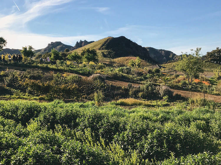 Reward a two-mile walk with vino at Malibu Wine Hikes