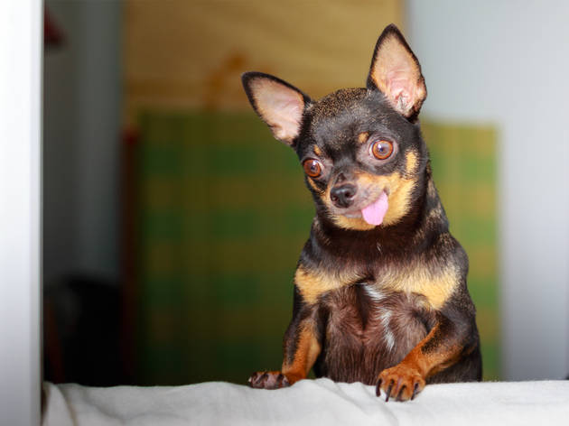 Perro chihuahua Perro chihuahua en dos patas sacando la lengua