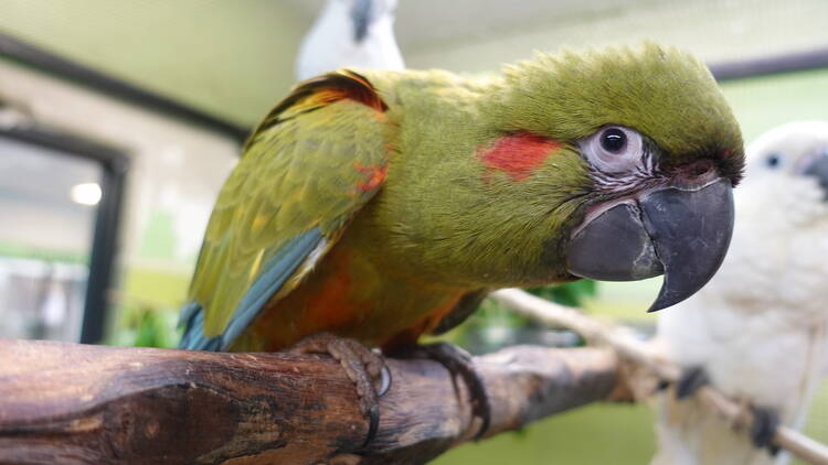 Jurong Bird Park