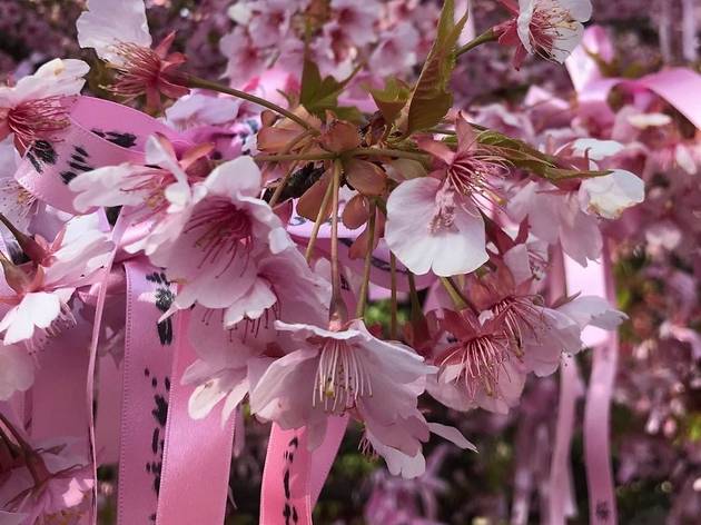 Sakura Jingu Shrine Sakura Jingu Shrine