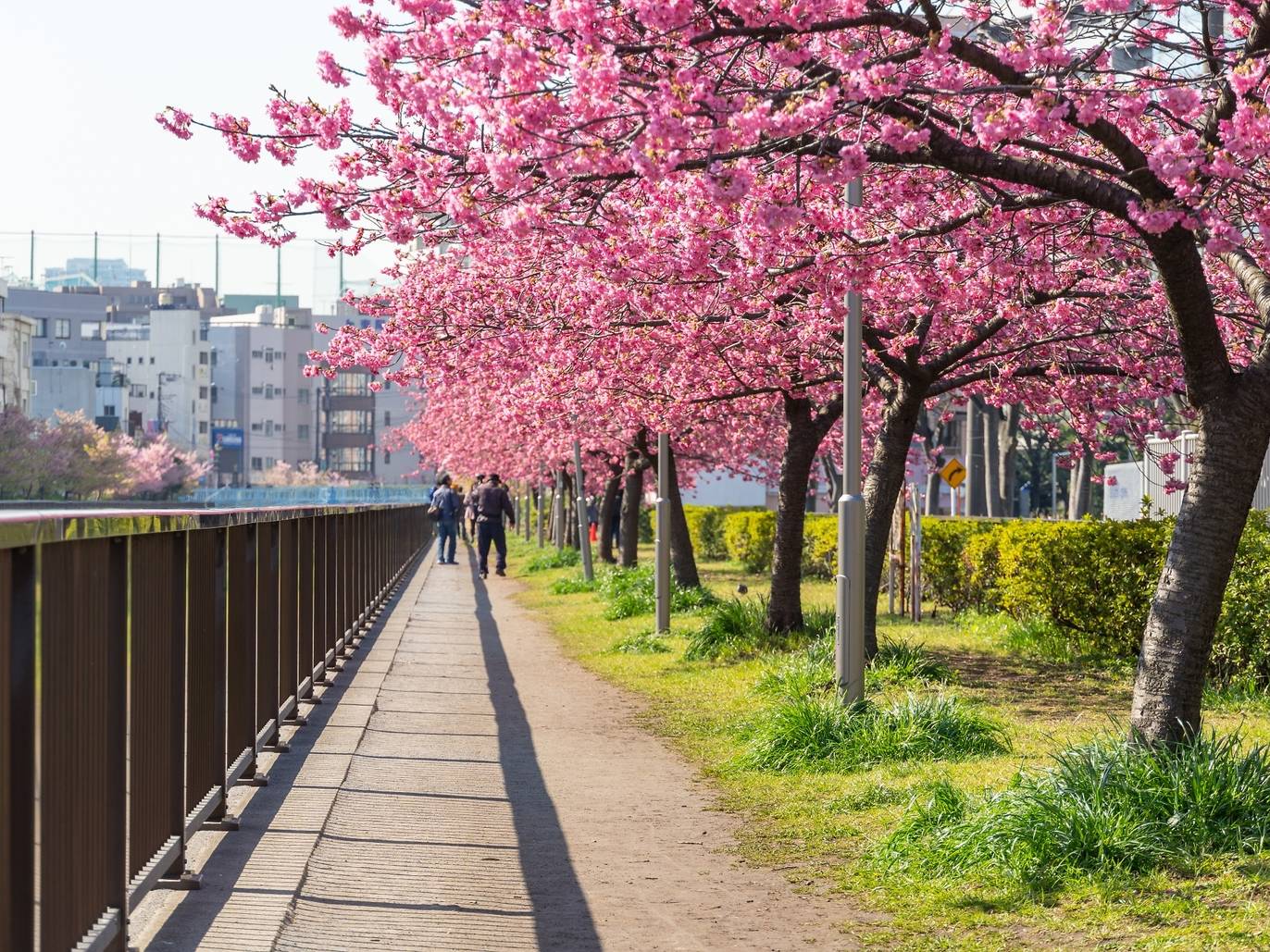 Where To See Winter Cherry Blossoms In Tokyo In 2024