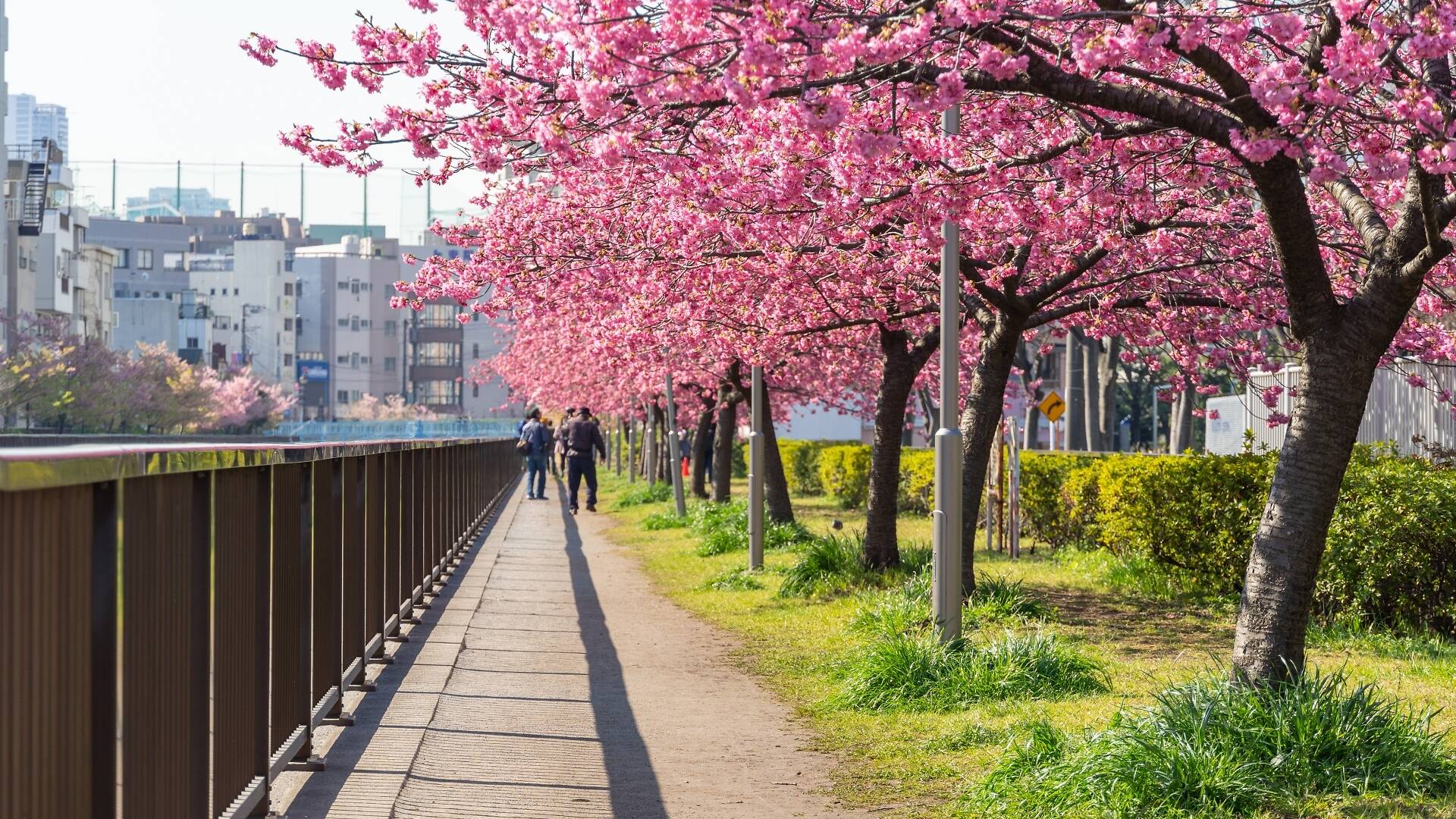 Tokyo February Where to see winter cherry blossoms in Tokyo in 2026