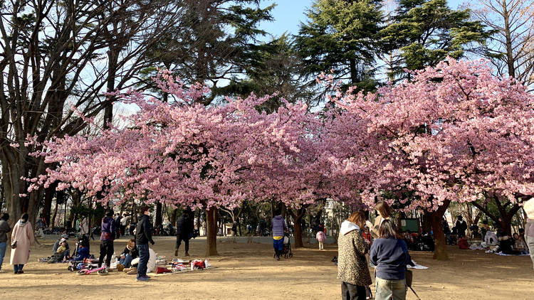 winter cherry blossoms, Tokyo park