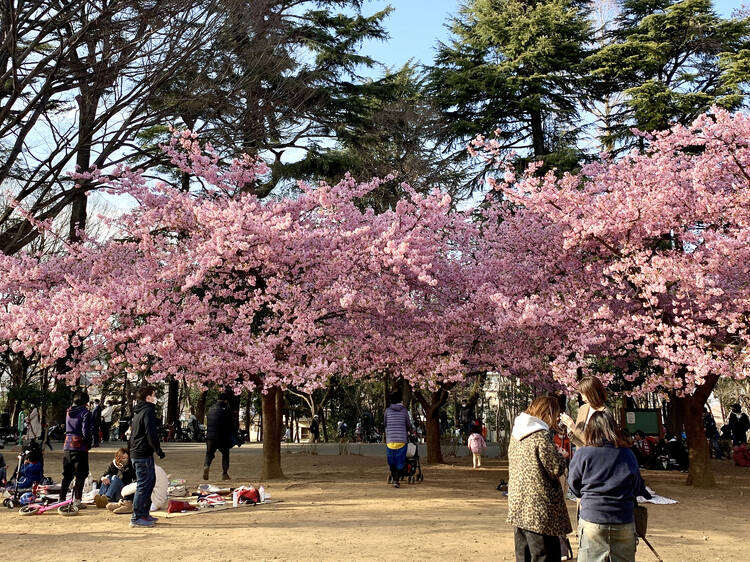 Where to see winter cherry blossoms in Tokyo