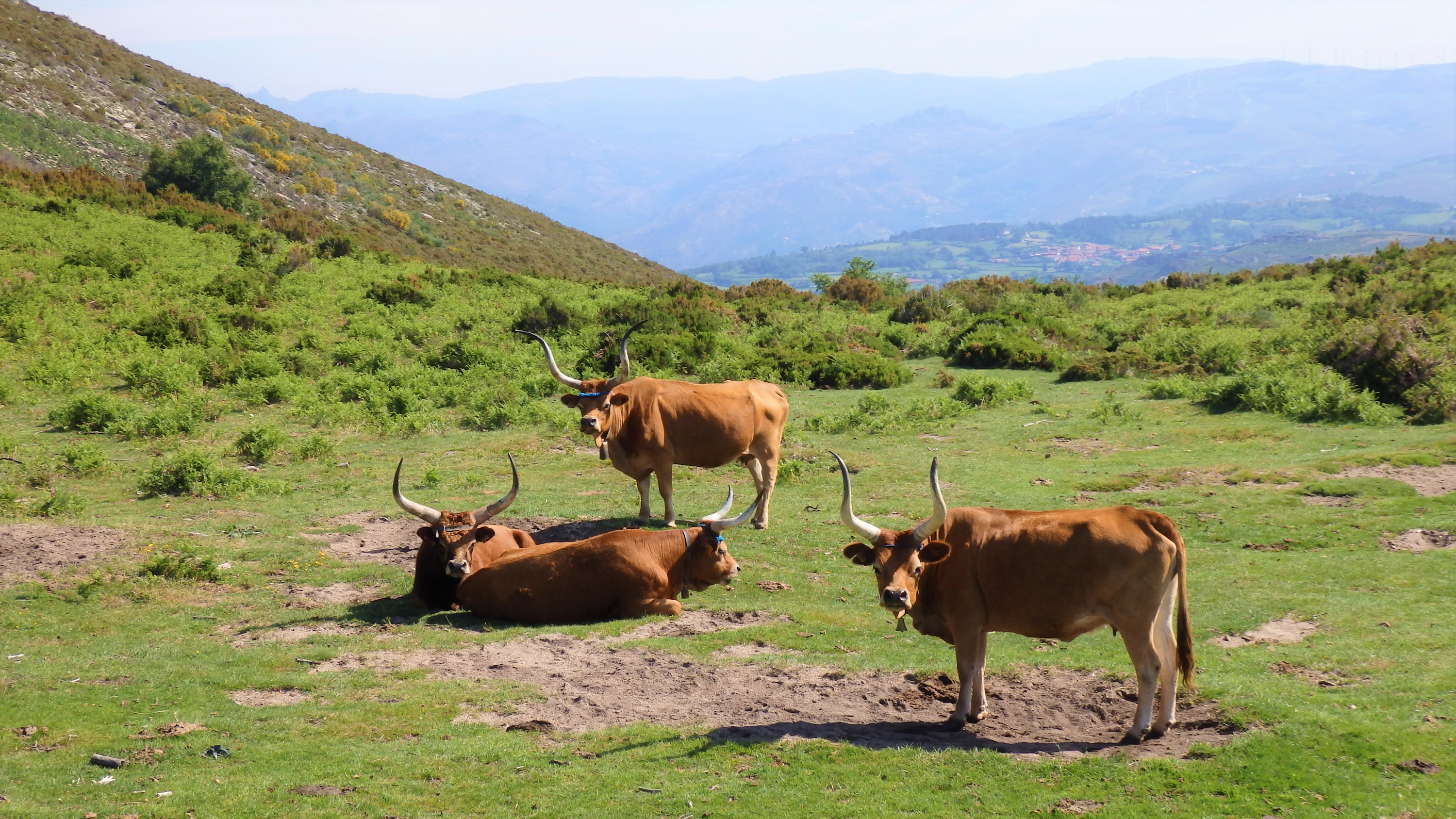 Vacas fotogénicas na Serra da Cabreira