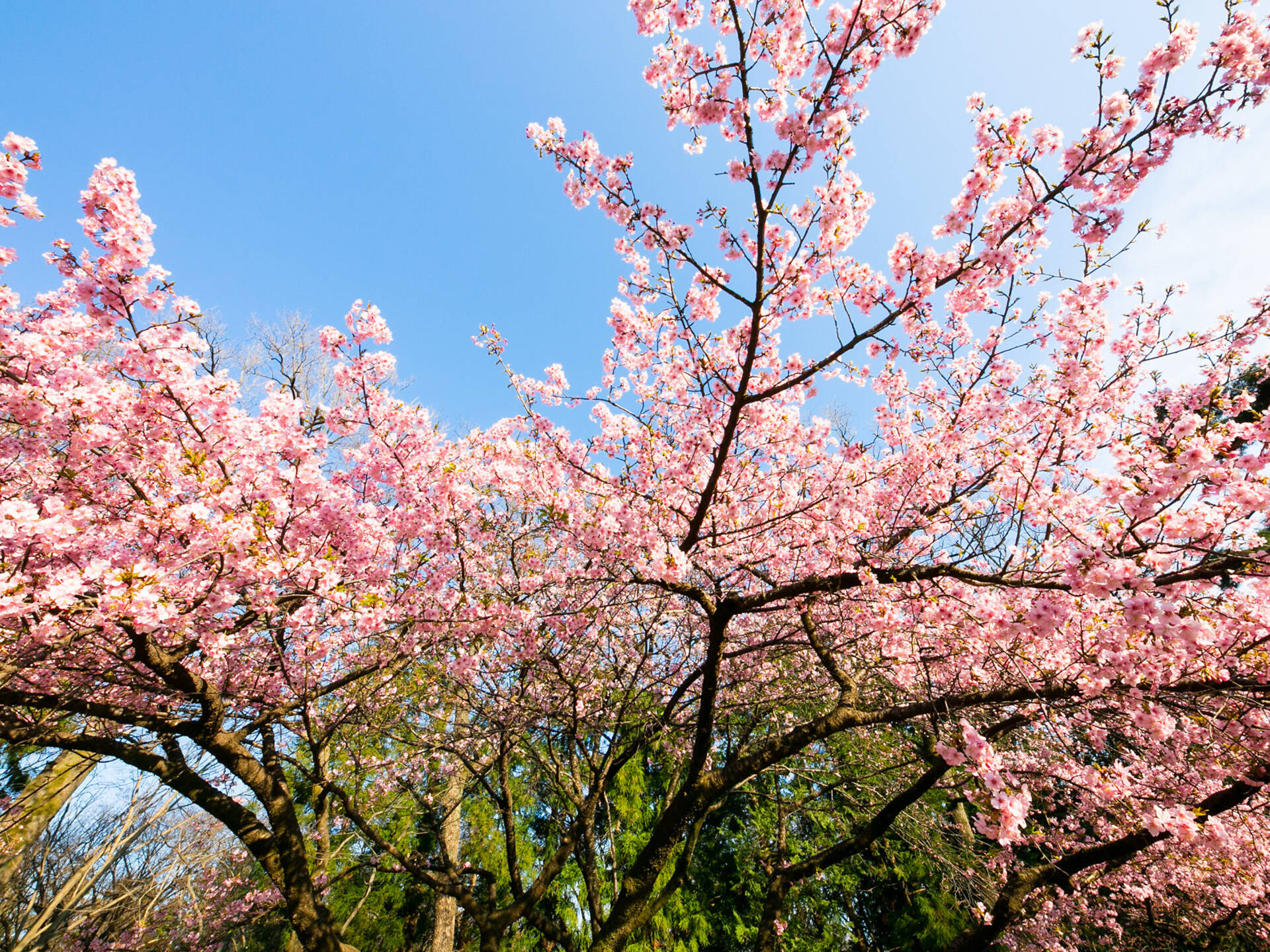 Where to see winter cherry blossoms in Tokyo in 2024