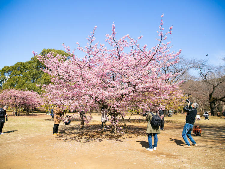 Yoyogi Park