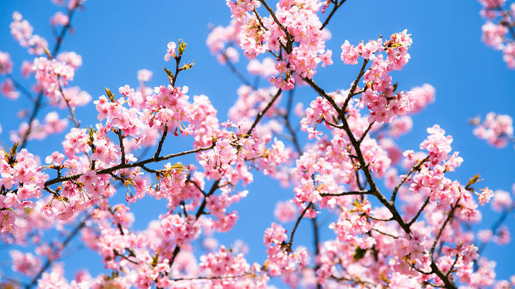 Where To See Winter Cherry Blossoms In Tokyo Right Now Time Out Tokyo